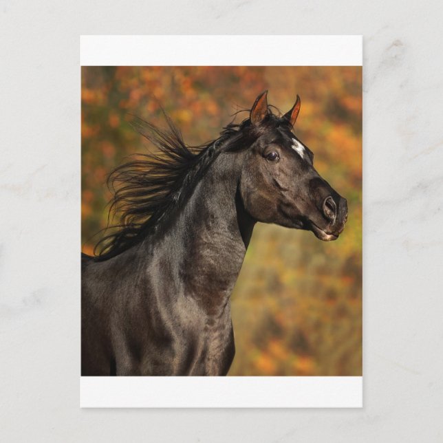 frei laufen postkarte (Vorderseite)