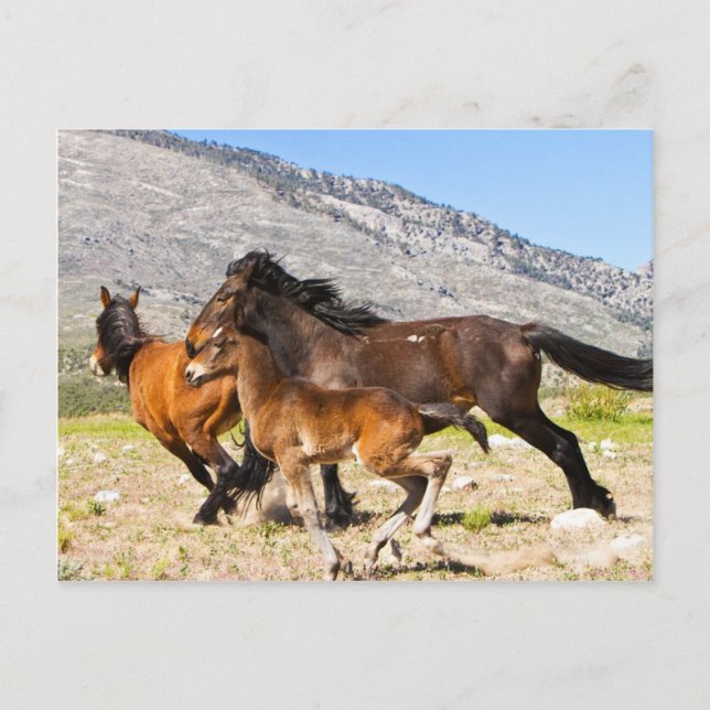 Freie Geister Postkarte (Vorderseite)