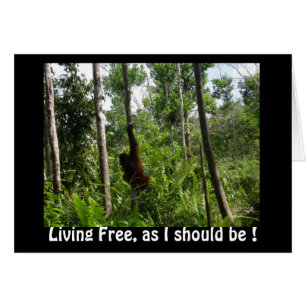 Freie Orangutane im Borneo-Dschungel leben