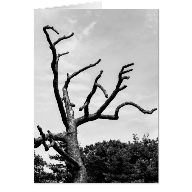 freier Baum (Vorne)