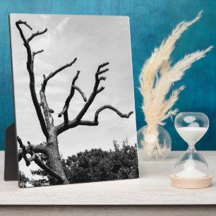 freier Baum Fotoplatte