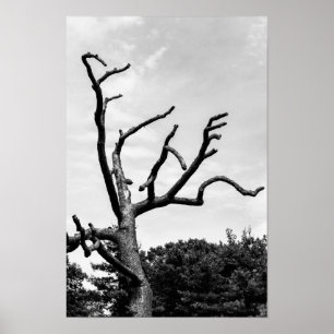 freier Baum Poster