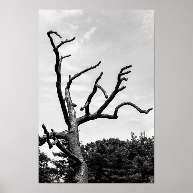 freier Baum Poster (Vorne)