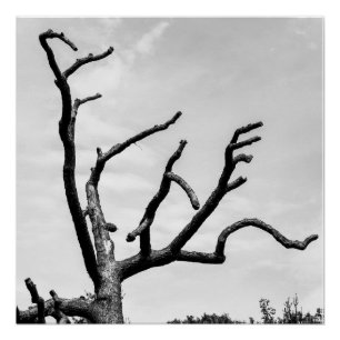 freier Baum Poster