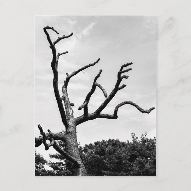 freier Baum Postkarte (Vorderseite)