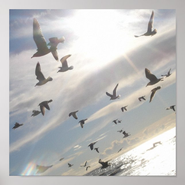 Freies Fliegen Poster (Vorne)