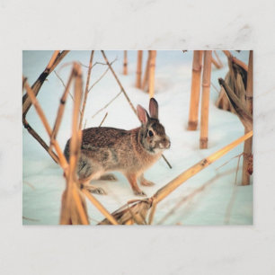 Freilandkaninchen Postkarte
