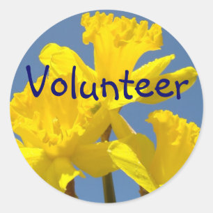 Freiwillige Aufkleber Gelbe Daffodische Blume Schu