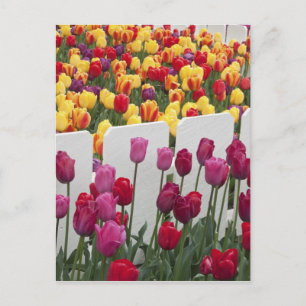 Fremont-Sonnenwende-Parade Postkarte