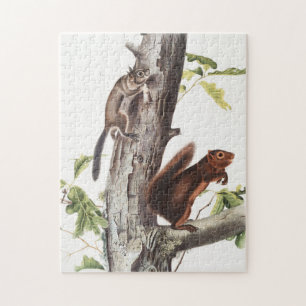 Fremont's Eichhörnchen und Sooty Eichhörnchen Illu