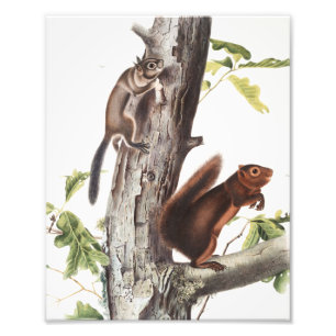 Fremont's Eichhörnchen und Sooty Eichhörnchen Illu Fotodruck
