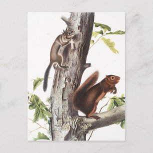 Fremont's Eichhörnchen und Sooty Eichhörnchen Illu Postkarte