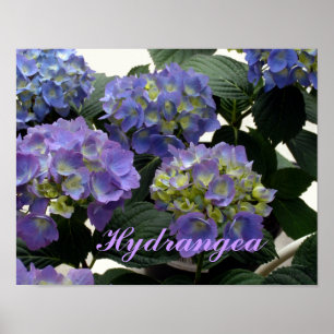 French Baby Blue Hydrangeas Poster