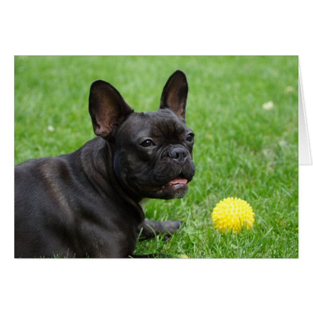 French Bulldog (Vorderseite (Horizontal))