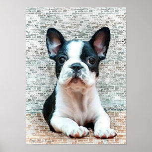 French Bulldog Canvas Print Poster