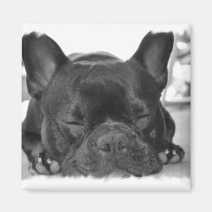 French Bulldog Carré Magnet