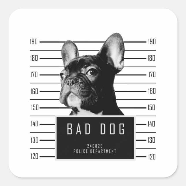 French Bulldog Mugshot Shirt Quadratischer Aufkleber (Vorderseite)