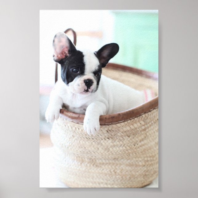 French Bulldog poster (Vorne)