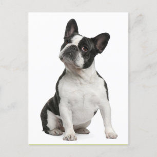 French Bulldog Puppy Dog Post Card Postkarte