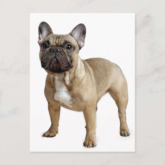 French Bulldog Puppy Dog Post Card Postkarte (Vorderseite)