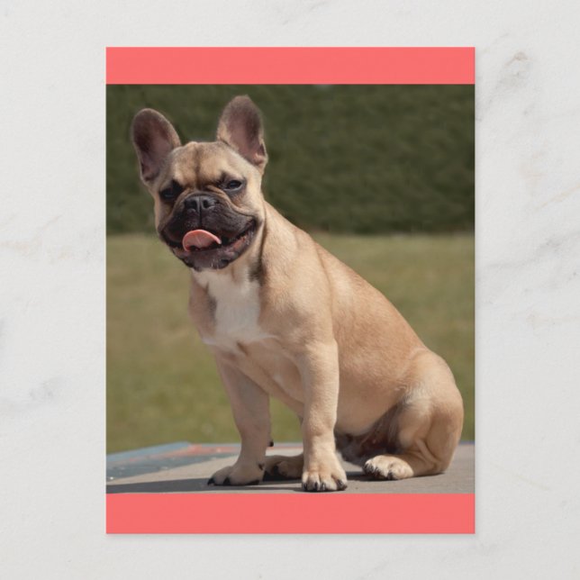 French Bulldog Puppy Dog Post Card Postkarte (Vorderseite)