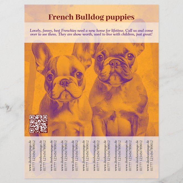 French Bulldog Puppy Flyer (Vorne)