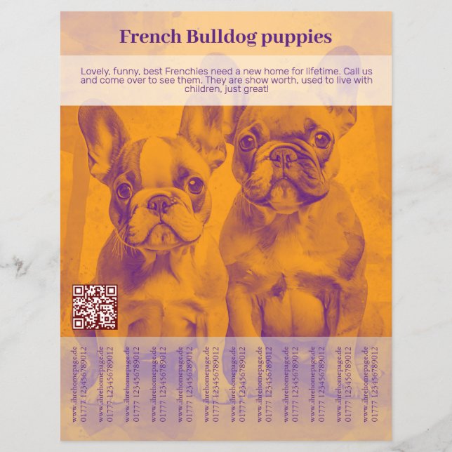 French Bulldog Puppy Flyer (Vorne)