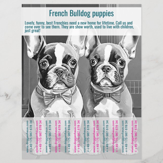French Bulldog Puppy Flyer  (Vorne)