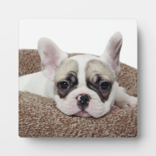 French Bulldog Puppy Lying In A Dog Bed Fotoplatte