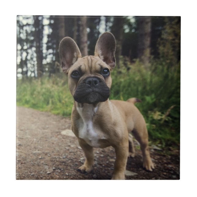 French Bulldog Throw Pillow Fliese (Vorderseite)