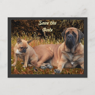 French Bulldog und Mastiff Freunde Postkarte