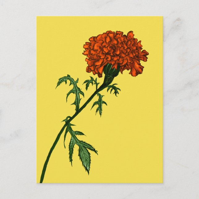 French Marigold Blume Pflanze Lover Gardener Postkarte (Vorderseite)