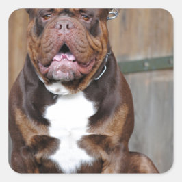 French Mastiff Quadratischer Aufkleber