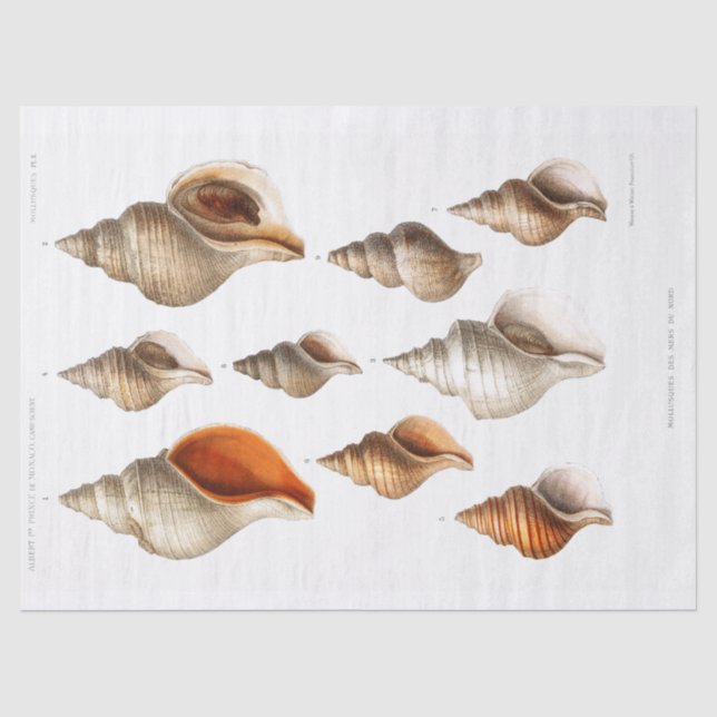 French Seashell Vintag Beach Decoupage Muschel San Seidenpapier (Vorderseite)