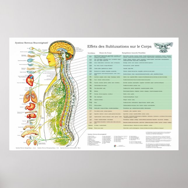 French Subluxation Spinal Nerves ANS Chart Poster (Vorne)