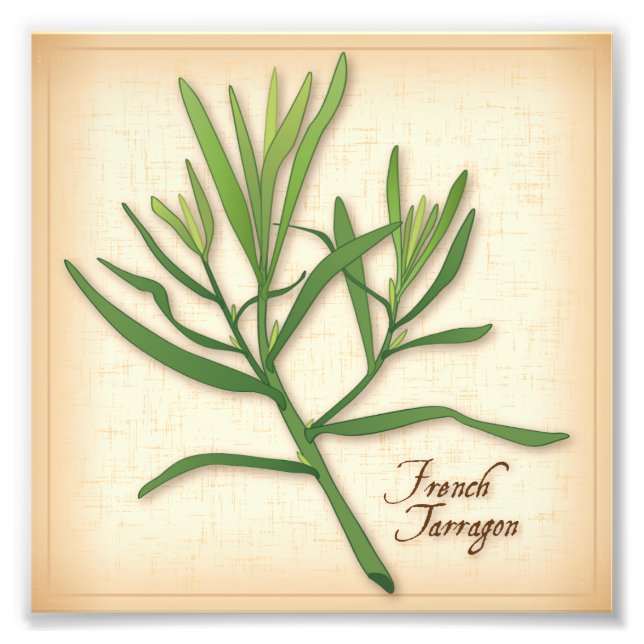 French Tarragon Herb Foto Print (Vorne)