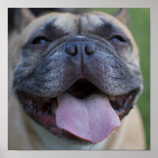 Frenchie Poster