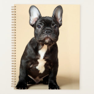 Frenchie Puppy