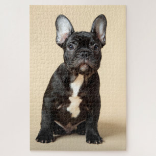 Frenchie Puppy