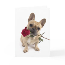 Frenchie Valentine – Große Liebe in kleinem Paket