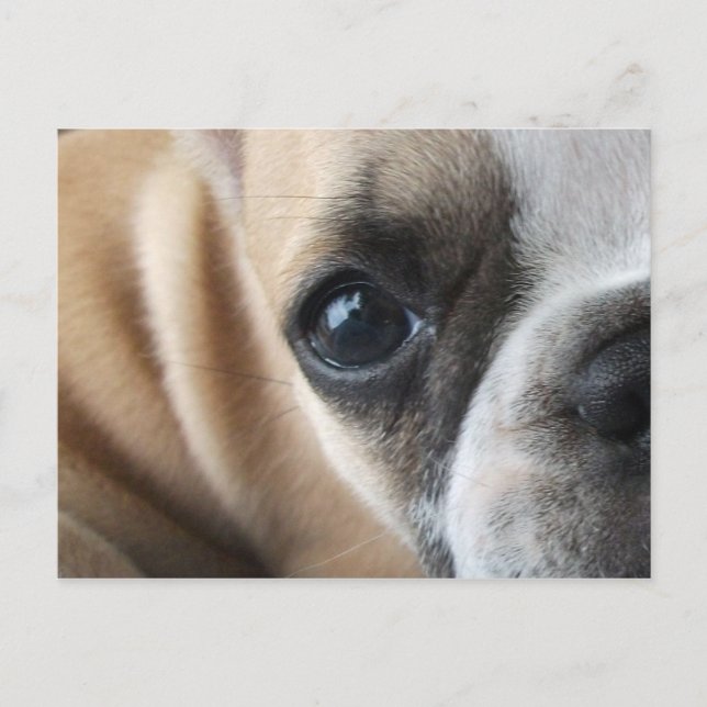 Frenchton Puppy Face Closeup Postkarte (Vorderseite)