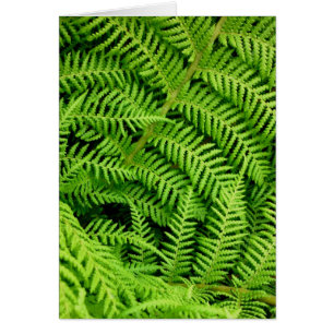 Fresh Ferns