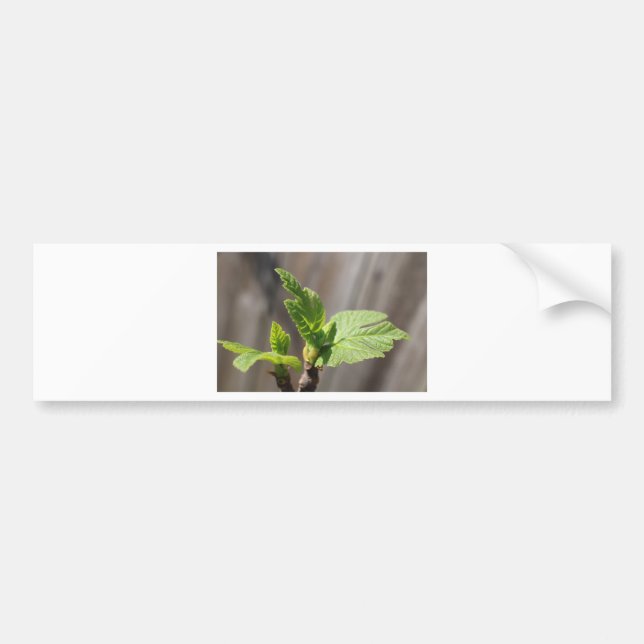 Fresh Fig Leaf Autoaufkleber (Vorne)