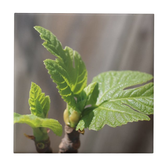 Fresh Fig Leaf Fliese (Vorderseite)