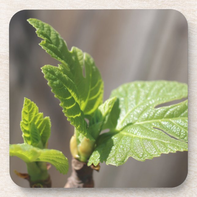 Fresh Fig Leaf Getränkeuntersetzer (Vorderseite)