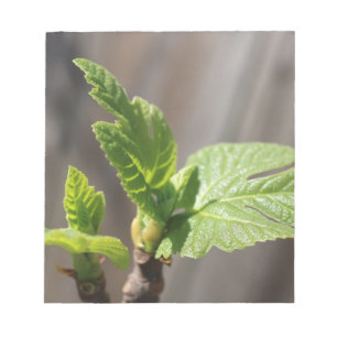 Fresh Fig Leaf Notizblock