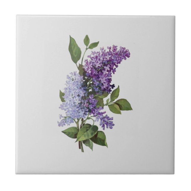 Fresh Lilacs on gray - French Country Wohngestaltu Fliese (Vorderseite)