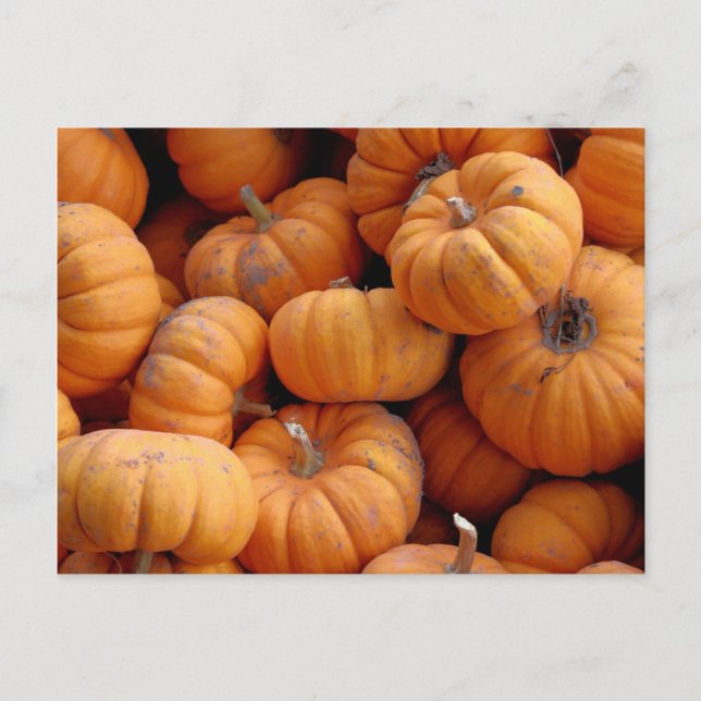 Fresh Miniature Pumpkins Postcard Postkarte (Vorderseite)