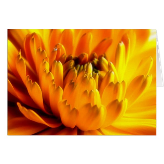 Fresh Orange #2 Card (Vorderseite (Horizontal))