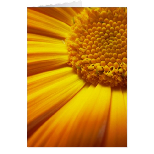 Fresh Orange Card (Vorne)